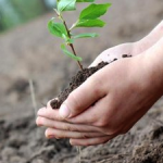 Tree Planting Services for Wilmette, IL
