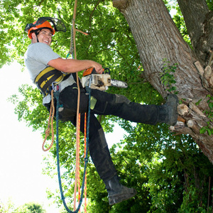 Tree and Stump Removal in Wilmette, IL