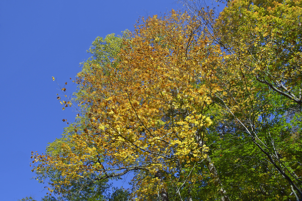 Autumn Color - Elm Tree in Illinois