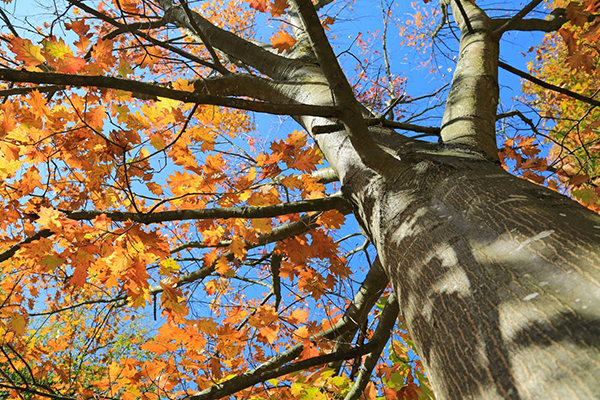 Autumn Oak Tree in Chicago, IL