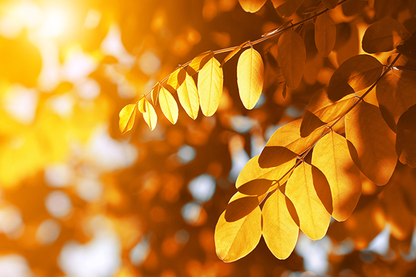 Autumn Yellow Color Locust Tree Leaves in Illinois