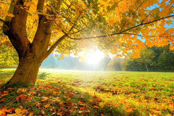 Colorful Autumn Park - Illinois Trees