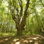 large-old-elm-tree-in-forest