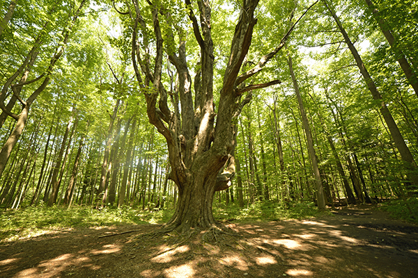 large-old-elm-tree-in-forest
