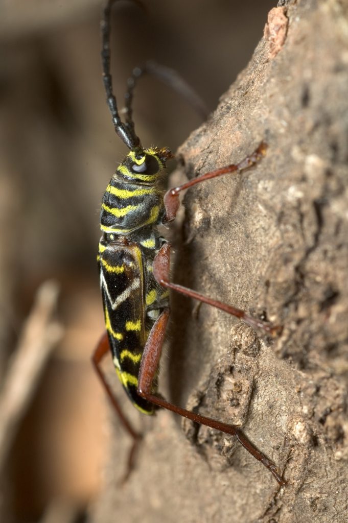 Locust Borer Beetle in Chicago, IL - Tree pest