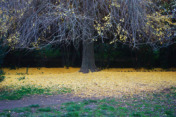 Stunning Fall Gingko Tree and Leaves in Illinois