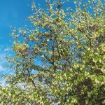 Locust Trees Native to Chicago and Illinois summer-locust-tree-northbrook-il