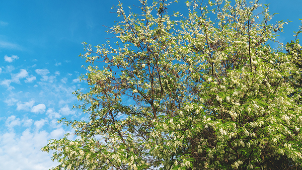 summer-locust-tree-northbrook-il