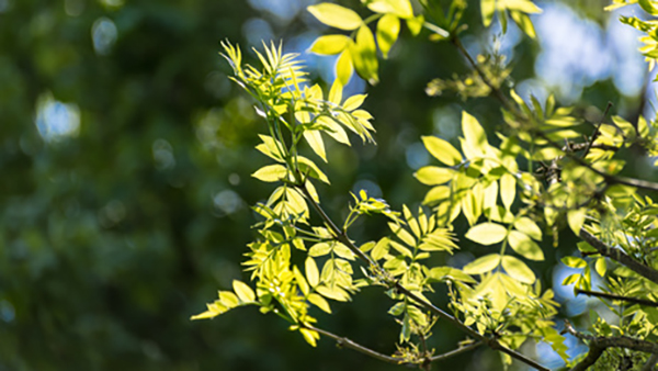 Sunlit Branches Leaves Locust Tree Illinois