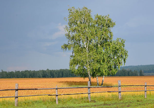 A-lone-Birch-Tree-in-rural-Illinois