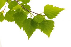 Birch Tree leaves - RWHendricksen in Chicago, IL