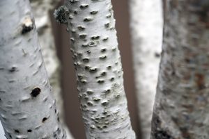 Birch tree abortists in Chicago, IL