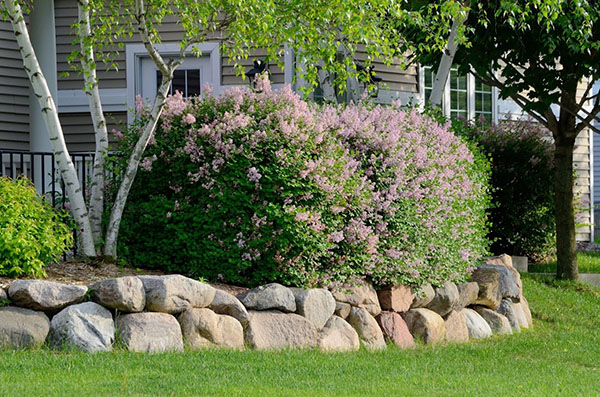 Natural Threats to the Birch Tree in Chicago, IL