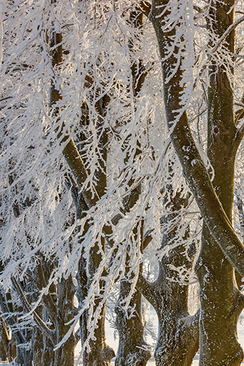 Beech trees with snow and frost