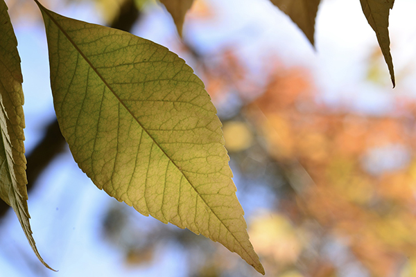 Beech tree leaves, Jersey, U.K.Abstract image under a tree cano