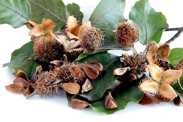 beech tree,leaves and seeds beechmasts