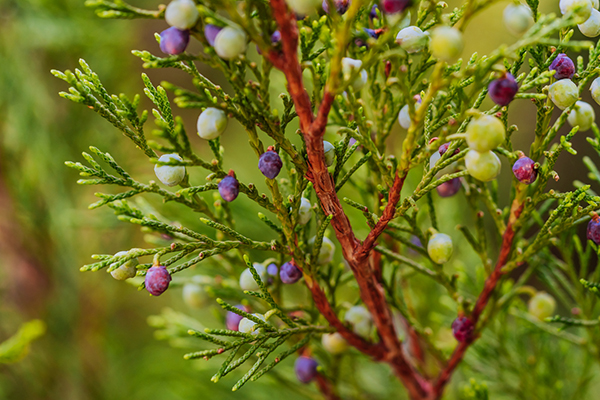 Eastern Red Cedar Trees In The Chicago Area Hendricksen Tree Care