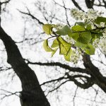 black-cherry-tree-chicago-il