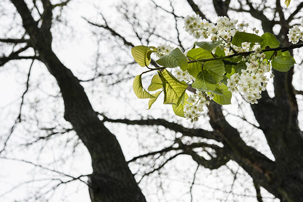 Black Cherry Tree in Chicago, IL