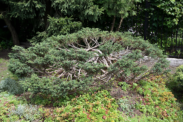 Eastern Red Cedar Juniper Bush in Chicago, Illinois