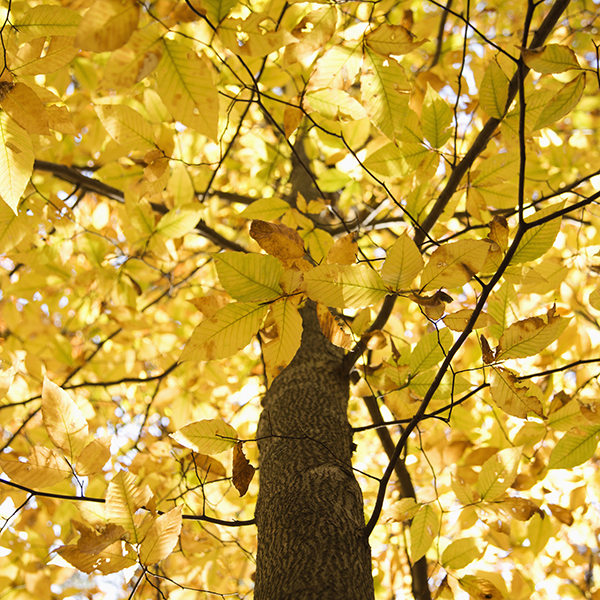 Fall Foliage Beech Tree in Illinois