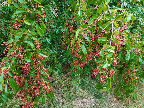 Chokecherry Wild cherry 25 Virginia Bird Cherry Prunus virginiana