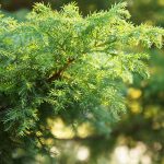 green-leaves-needs-eastern-red-cedar-arlington-heights-il