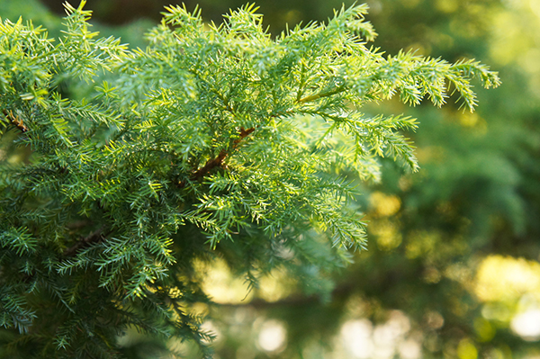 green-leaves-needs-eastern-red-cedar-arlington-heights-il