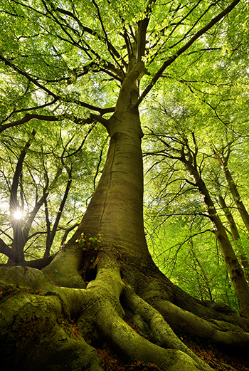 Old Beech Tree