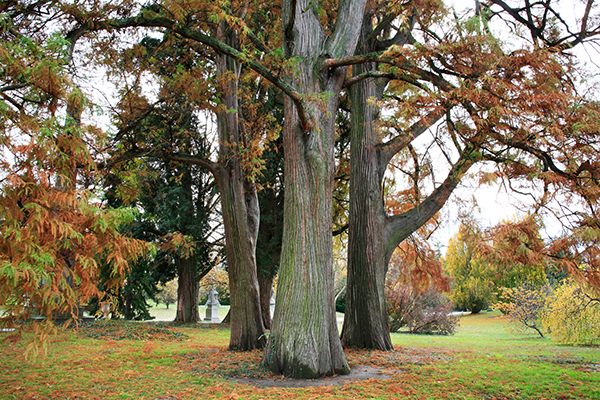Red Cedar Tree in Illinois