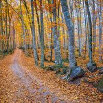 smooth-gray-european-beech-tree-bark-forest