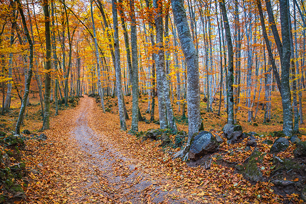 Famous beech forest in Spain, near the village Otot, near the vo