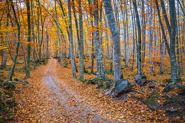 smooth-gray-european-beech-tree-bark-forest