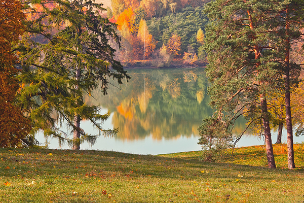 Autumn Pine Trees by Lake