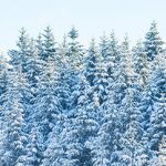 chicagoland-snow-covered-pine-tree-forest