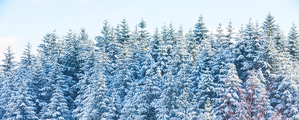 chicagoland-snow-covered-pine-tree-forest