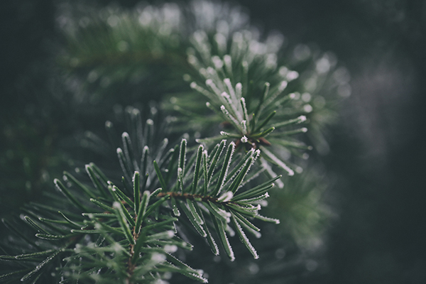 closeup-pine-tree-needles