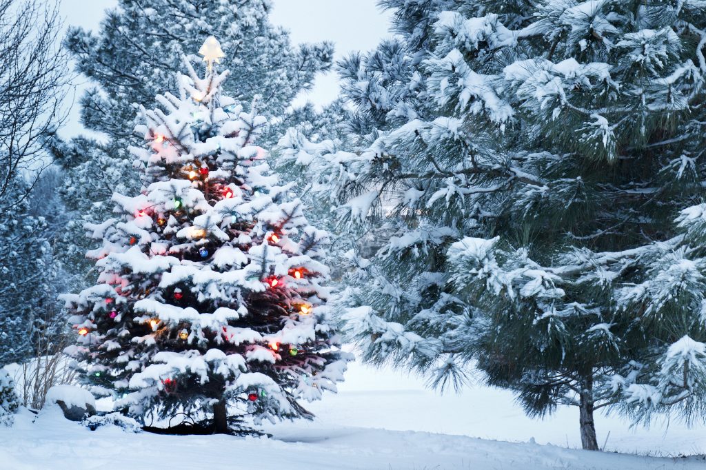 Holiday Pine Tree in Chicagoland, IL