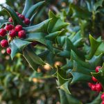 commercial-holly-tree-chicagoland-il