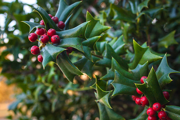 commercial-holly-tree-chicagoland-il