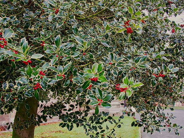 holly-tree-chicago-il