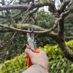 best-time-to-prune-trees-chicagoland-illinois