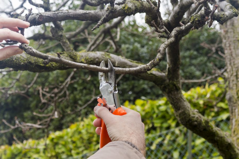 best-time-to-prune-trees-chicagoland-illinois