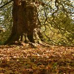 ancient-large-sycamore-tree