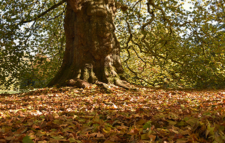 ancient-large-sycamore-tree