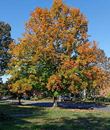 autumn-colored-sycamore-tree-arlington-heights-il