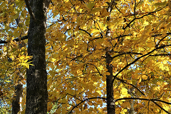 hickory-tree-autumn-golden-yellow-color-in-chicago-illinois