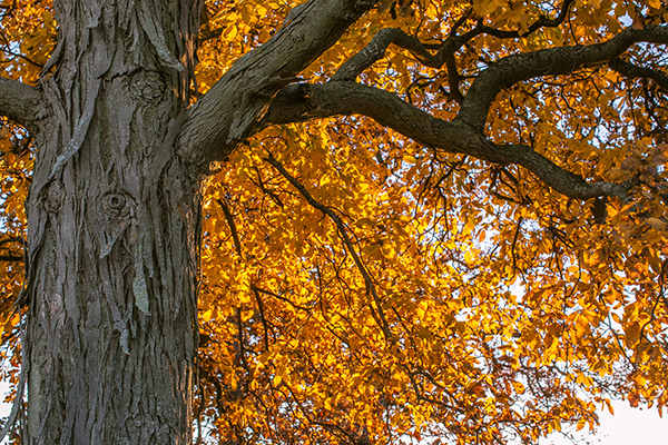 shagbark-hickory-tree-chicagoland-illinois