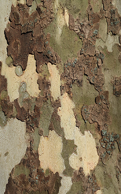 Flaky tree bark of a Sycamore tree