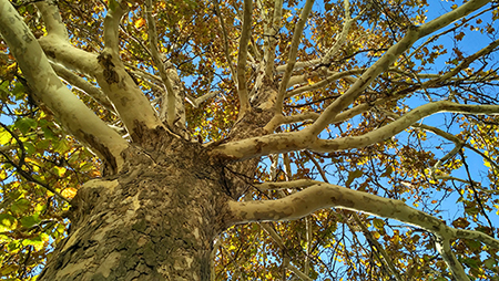 Sycamore trees are long-lived, giant-sized shade trees that grow well throughout Illinois when properly cared for